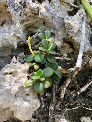 Short-spike Peperomia — photo by Alcides L. Morales-Pérez