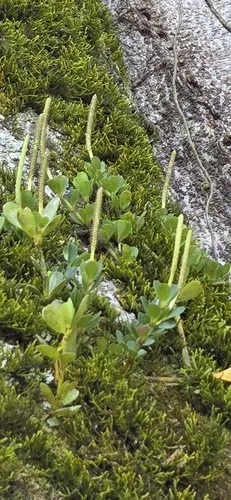 Fourleaf Peperomia