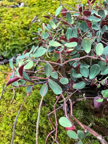 Singlespike Peperomia — photo by bellamargerin