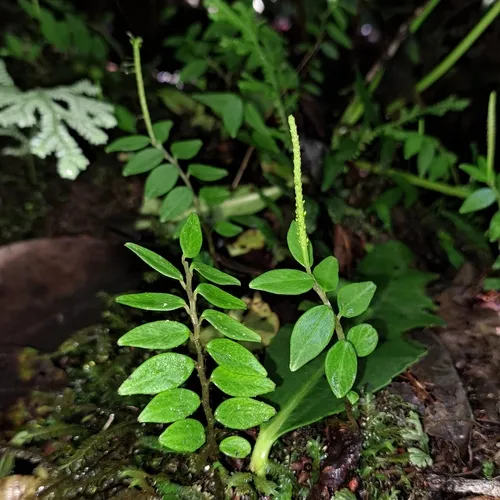 Jayuya — photo by Alfred Neubert