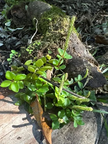 Acorn Peperomia