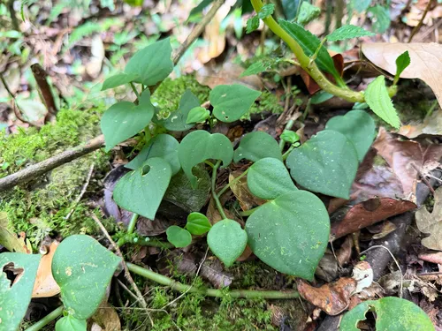 Brazilian Peperomia