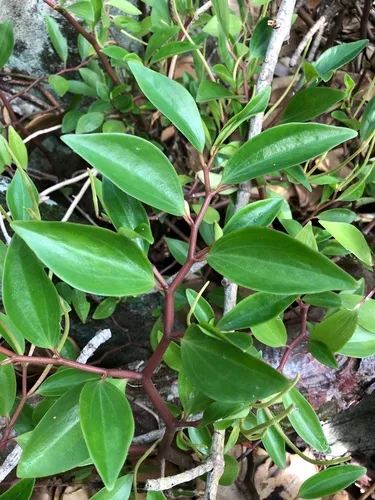 Wheeler's Peperomia — photo by Alcides L. Morales-Pérez