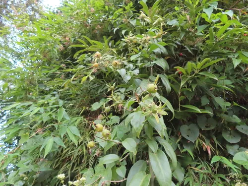 Barbados Shrub — photo by Brigitte Schmidt
