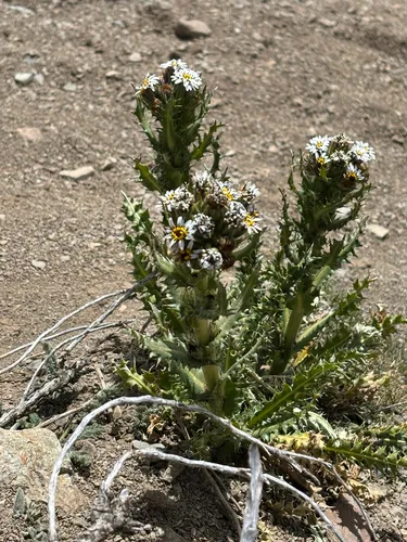 Perezia (subsp. sonchifolia) — photo by Erica Virginia Torres