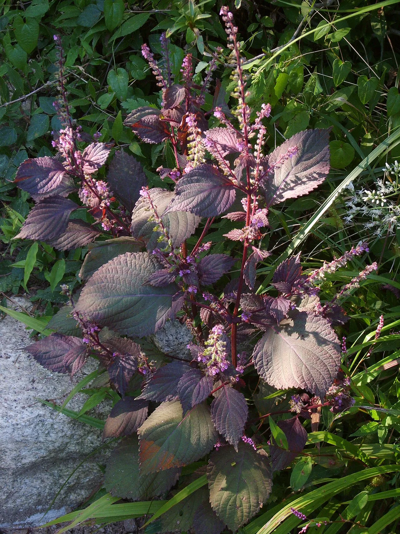 Beefsteakplant (var. crispa) — photo by Dalgial