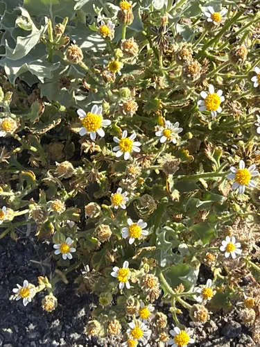 Emory's Rockdaisy