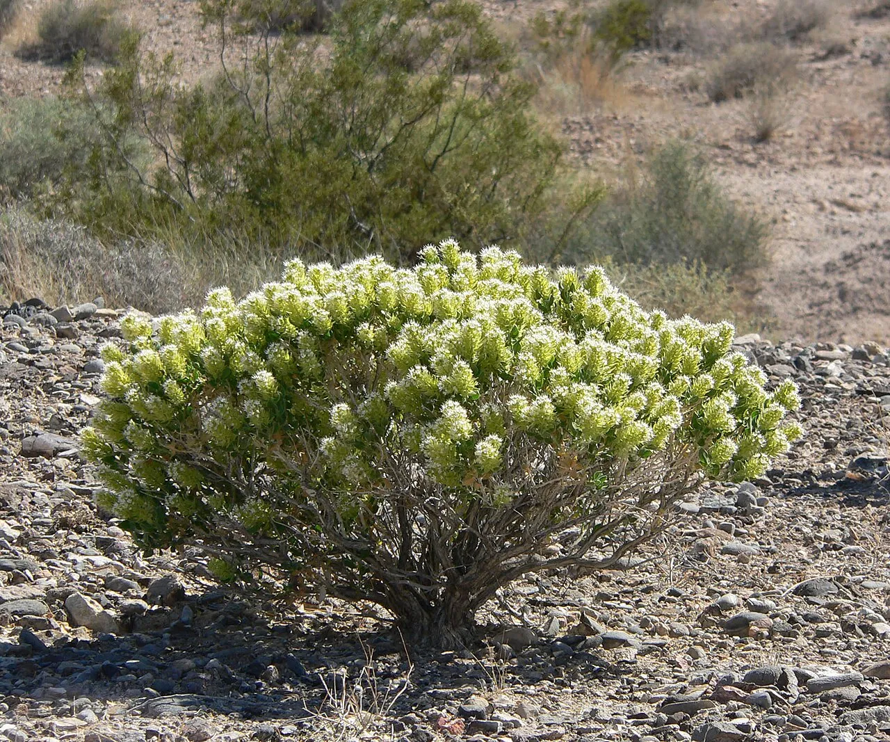 Parry's Sandpaper Plant
