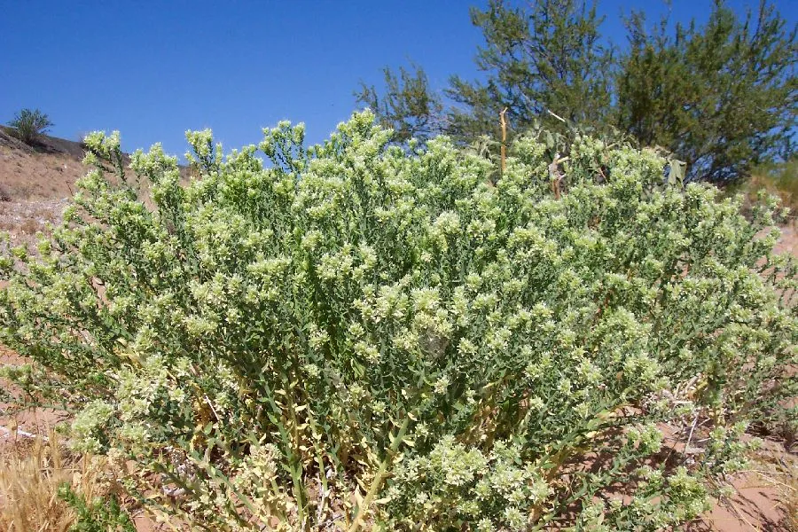 Thurber's Sandpaper Plant