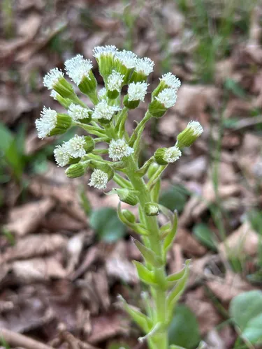 Arctic Sweet Coltsfoot — photo by Allan Harris