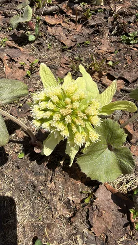 Japanese Sweet Coltsfoot — photo by Ross Mountain View
