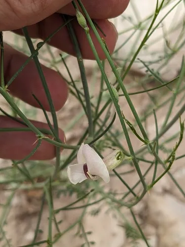 Rush Peteria