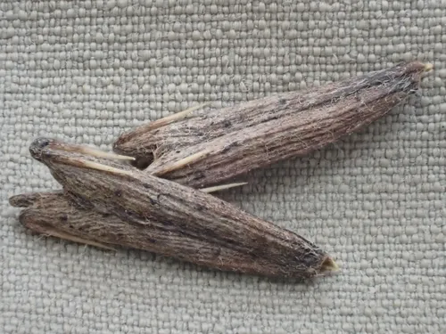 Guinea Henweed