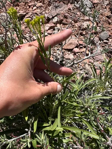 Grass-leaved Rock Goldenrod (subsp. graminea) — photo by possiblybuddha