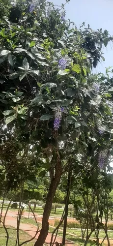 Queen's-wreath — photo by shrinivi