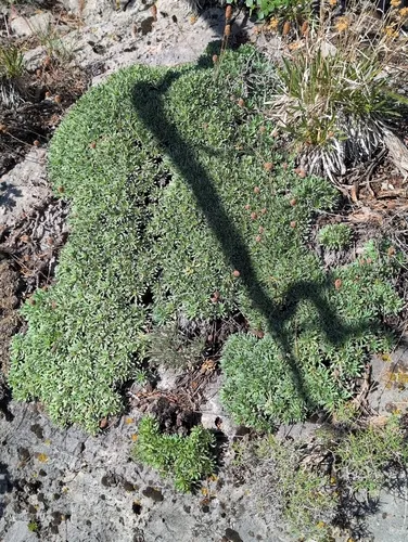Mat Rockspirea