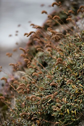 Halfshrub Rockmat