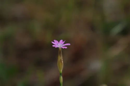 Hairypink