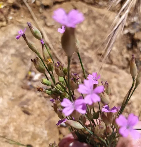 Proliferous Pink