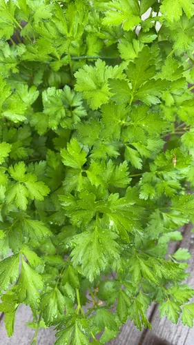 Parsley — photo by timmy555