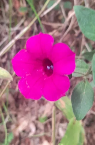 Violetflower Petunia — photo by Alain Le Hérissé