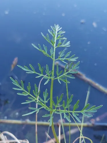Hogfennel