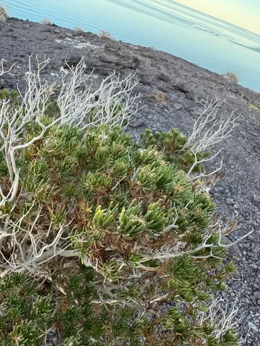 Schott's Pygmycedar — photo by Erik Meling