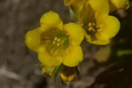 Glandular Yellow Phacelia — photo by Jeff Bisbee