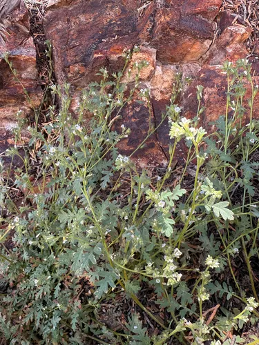 Limestone Phacelia — photo by Mary Beth Cook