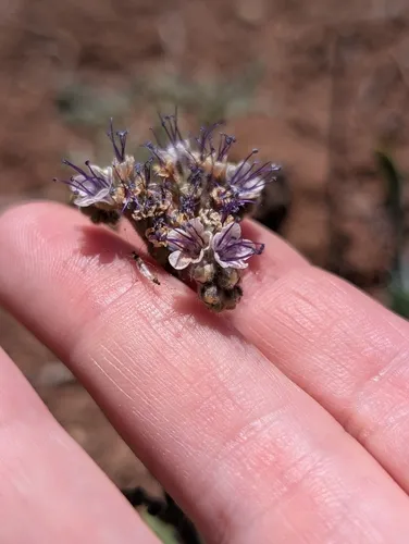 White Phacelia — photo by TatumS