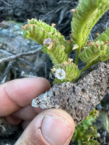 Aven Nelson's Phacelia