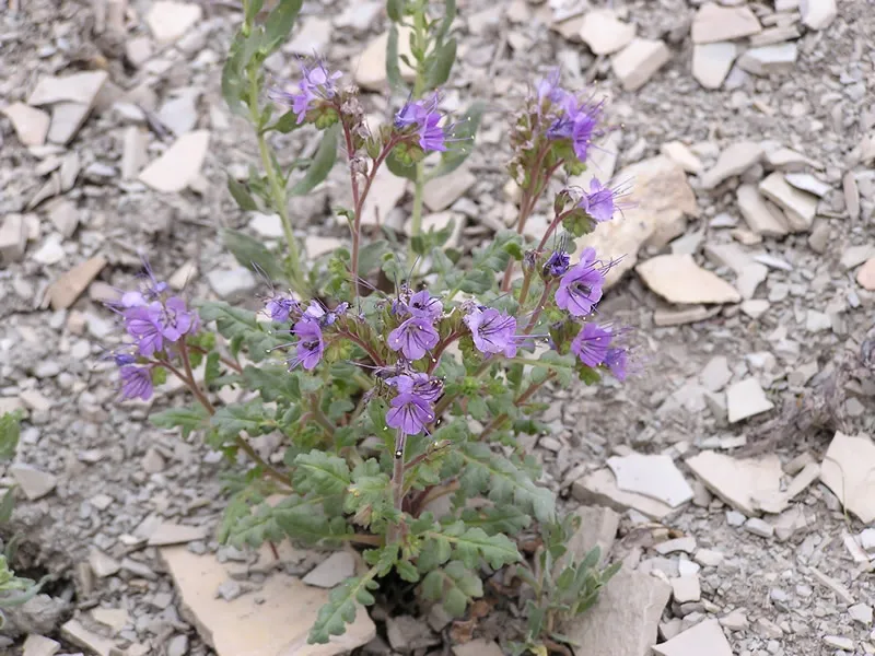 Attwood's Phacelia