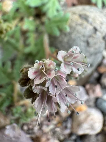 Arizona Phacelia