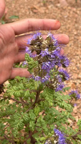 Baker's Phacelia