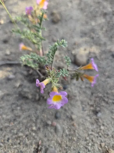 Twocolor Phacelia — photo by finnster