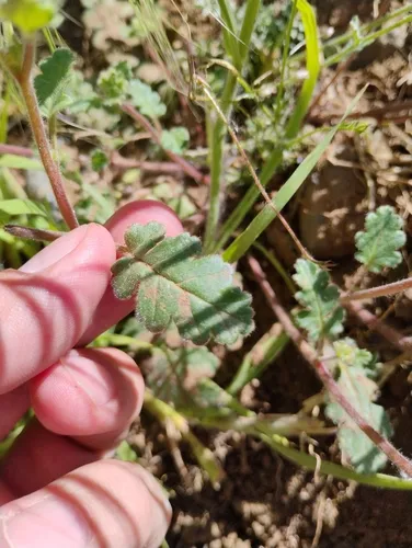 Mangas Spring Phacelia — photo by Brian Burton