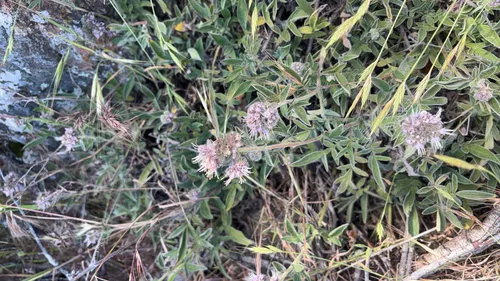 California Phacelia