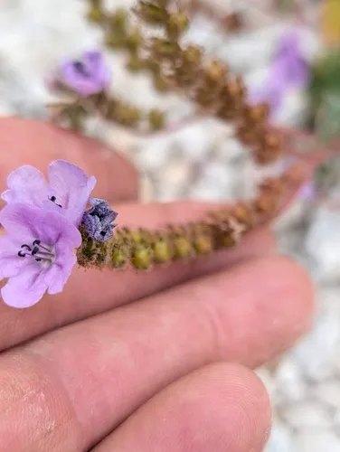 Calthaleaf Phacelia — photo by Trevor Van Loon