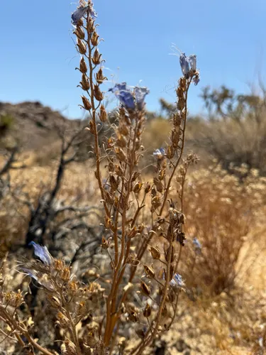 Desertbells — photo by karenh2006