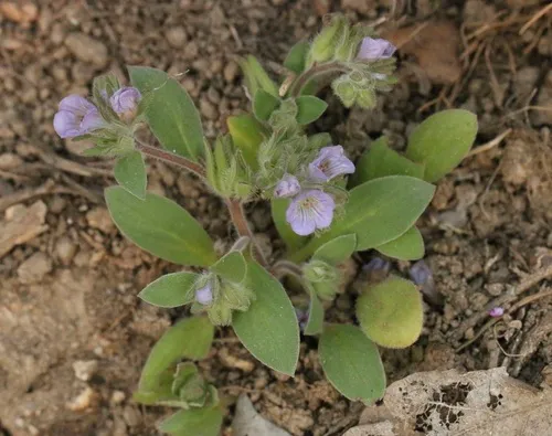 Congdon's Phacelia — photo by Morgan Stickrod