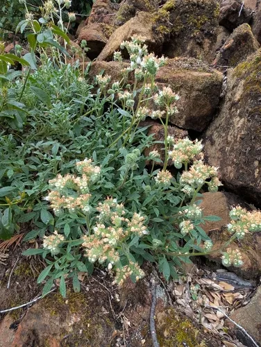 Serpentine Phacelia — photo by DJ