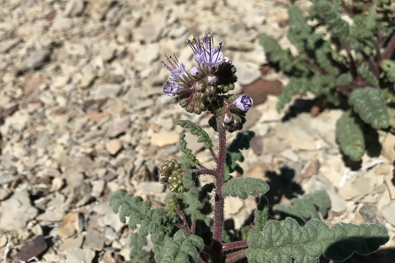 Cleftleaf Wildheliotrope (var. corrugata) — photo by Sokoloff PC, Murray DA, McBeth SR.M, Irvine MG, Rupert SM (2020) Additions to…