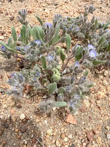 Washoe Phacelia — photo by Bob Steele
