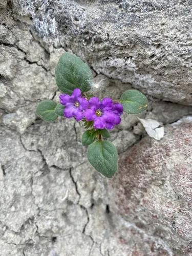Intermountain Phacelia (var. minor) — photo by Leo Harden