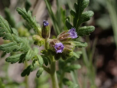 Rocky Mountain Phacelia — photo by Harpo Faust
