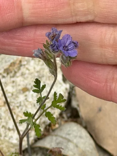 Distant Phacelia — photo by klicklo