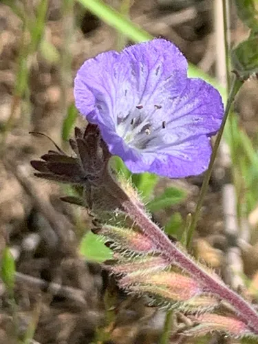 Divaricate Phacelia — photo by Sandy Bernhard