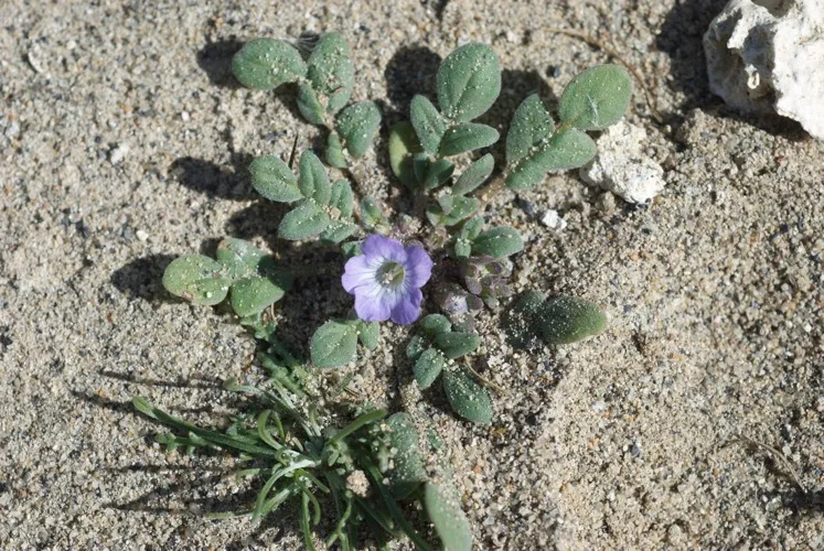 Rockloving Phacelia (var. petrophila) — photo by Genevieve K. Walden