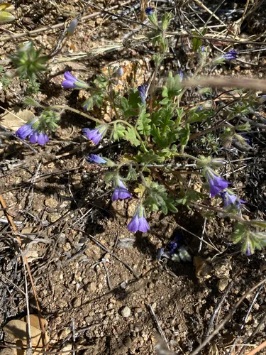 Douglas' Phacelia — photo by Daniel Kennedy