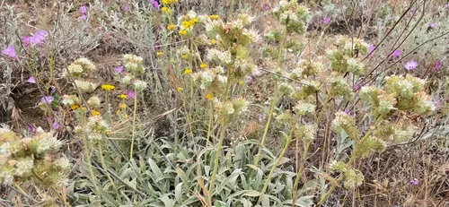 Kaweah River Phacelia — photo by Jonas Katona